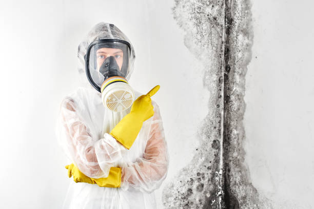 Mold Odor Removal Services in Kendale Lakes, FL