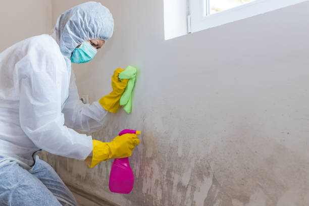 Why You Should Choose Our Mold Remediation Services in Kendale Lakes, FL